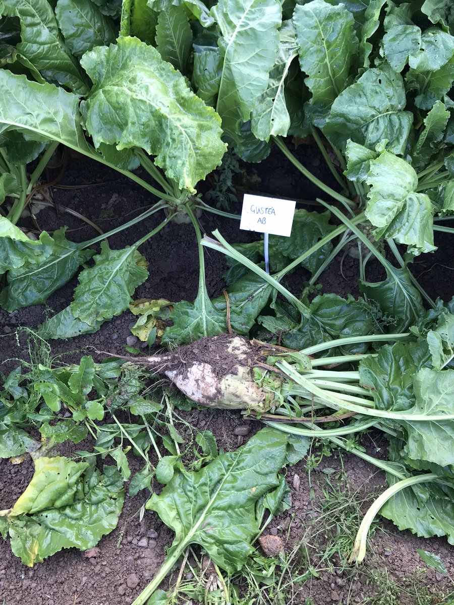 seedspecialist's tweet photo. Fodderbeet looking excellent in the #FieldOptions #Procam trials in Herefordshire. Really important to keep leaves clean and nutrition available at this time to ensure plant health up to lifting/grazing. https://t.co/kya693n383