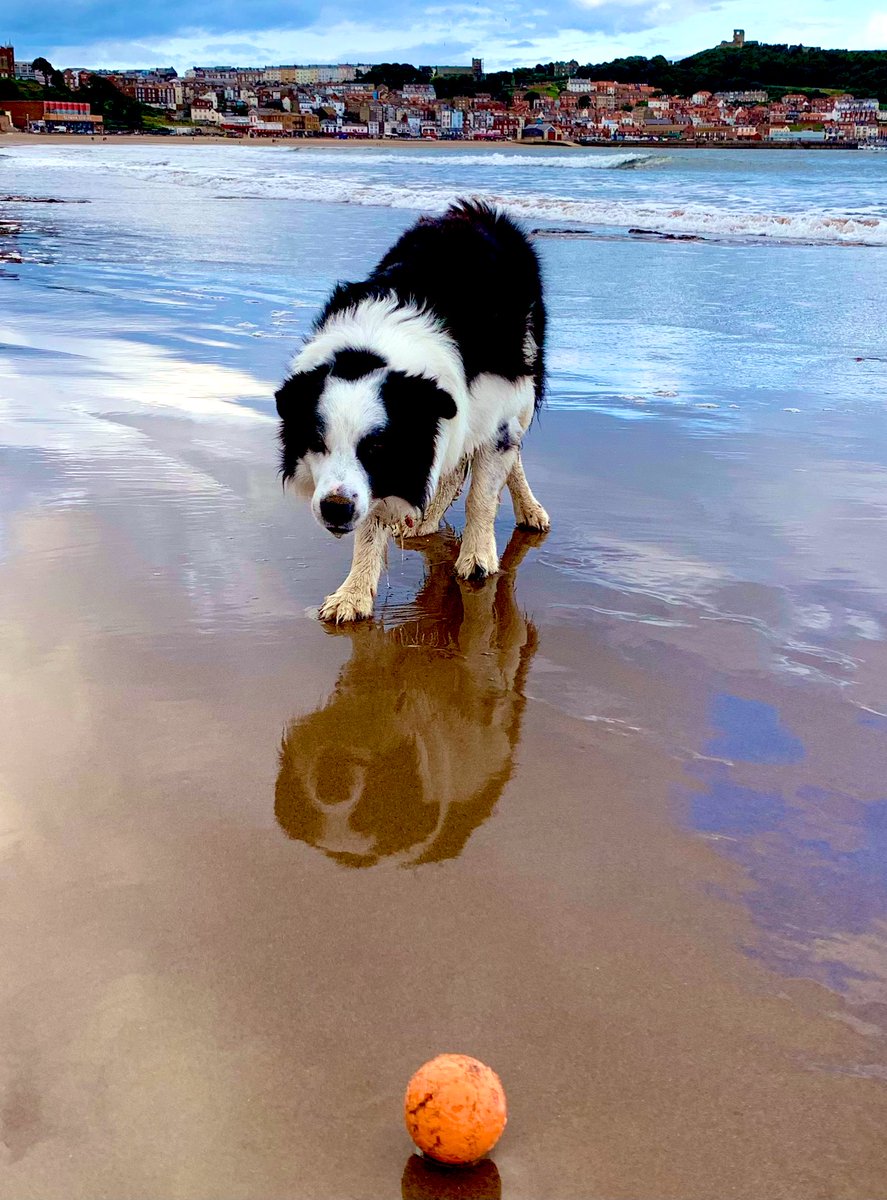 Good morning everyone! Who gets to the ball first Flynn or his shadow 😃🐾🧡