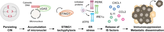 Happy to comment on a recent @Samuel_Bakhoum @Nature paper on #chromosomalinstability in #cancer and #metastasis at @cddpress. Mostly done by Ilio and @ClaudiaGalassi9! @WCM_MeyerCancer @WCMEnglanderIPM @WeillCornell #WCMRadonc nature.com/articles/s4142…