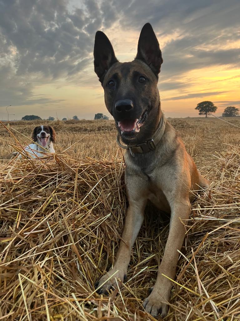 PD Chase 'chasing' sunsets with his brother well-being support dog Cyril 🐶 PD Chase is one of our general purpose dogs (GPD), paired with PC Radford We have 20 GPDs who assist with detaining suspects, finding property and missing people We appreciate their work, and loyalty 💙