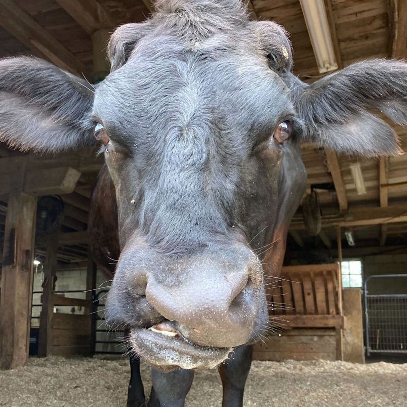 Cow of the Day🐮 tweet media