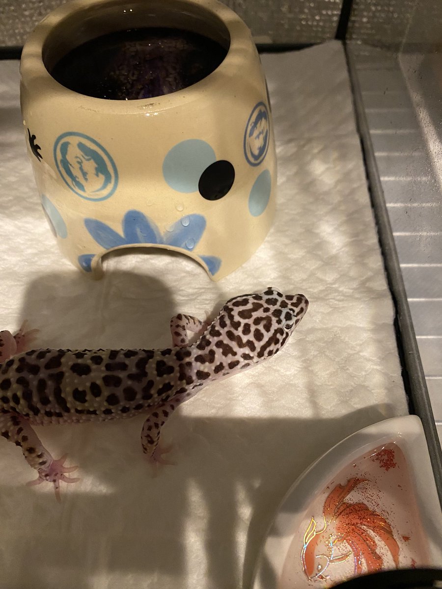 Kakeru_kunsan's tweet photo. 別垢でも紹介させていただきました！ナゴレプ戦利品！ありがとうございました！！ https://t.co/0jk3h3XcIp