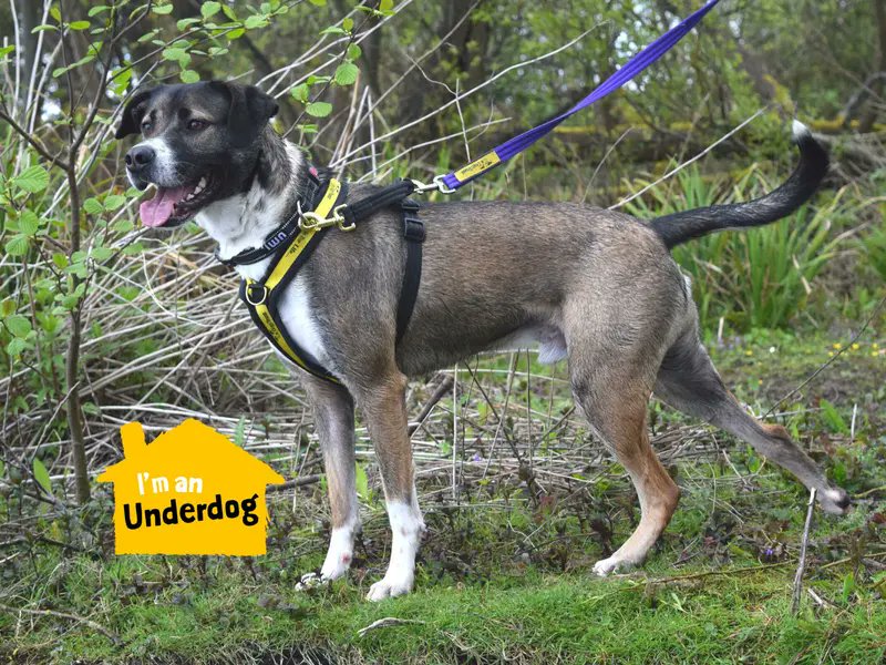 Please retweet to help Sheldon find a home #HAREFIELD #LONDON #UK Active Husky Cross aged 2-5. He's looking for an adult home that can give him lots of activity, enrichment and socialisation. He needs to be the only pet but can walk with dog pals DETAILS or APPLY👇