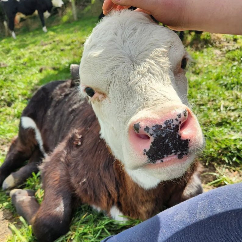 📅 3rd October 2023 🐮 Joey 🏷️ Instagram/willow.tree.cows 💕 #animaloftheday