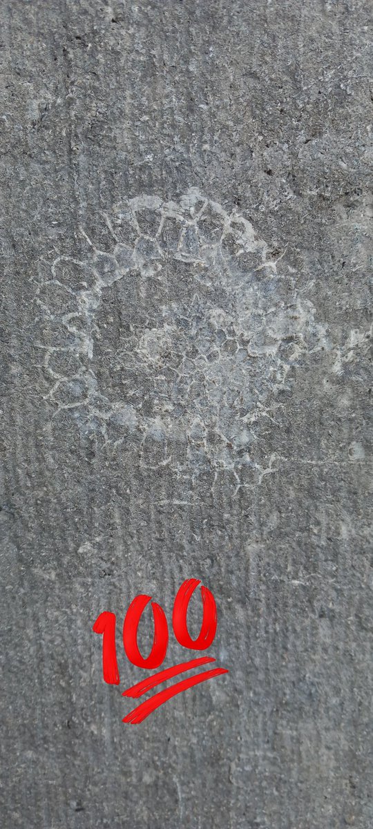 Misviajesporahi's tweet image. 78.a  El centro de Ámsterdam está repleto de preciosos fósiles urbanos. Colonias de briozoos, corales y braquiópodos. #fosilesurbanos #fosilurbano #urbanfossil #urbanfossils