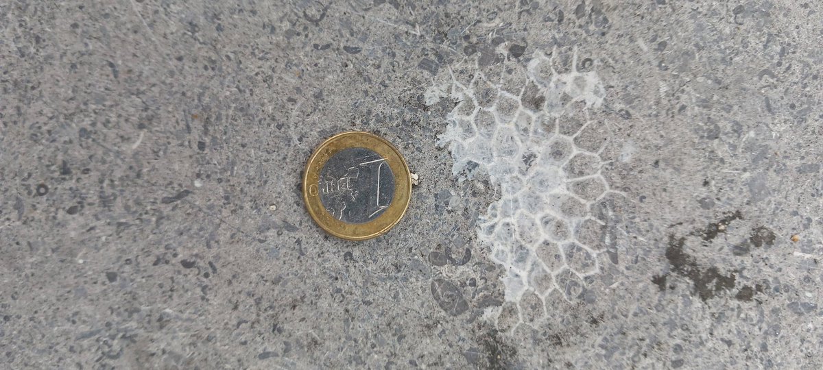 Misviajesporahi's tweet image. 78.a  El centro de Ámsterdam está repleto de preciosos fósiles urbanos. Colonias de briozoos, corales y braquiópodos. #fosilesurbanos #fosilurbano #urbanfossil #urbanfossils