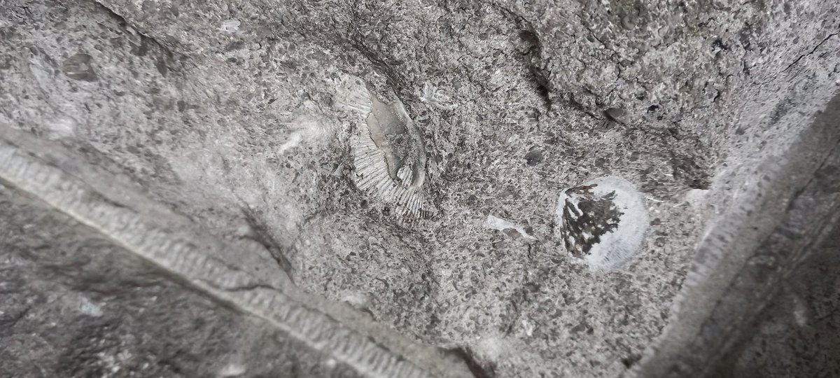 Misviajesporahi's tweet image. 78.a  El centro de Ámsterdam está repleto de preciosos fósiles urbanos. Colonias de briozoos, corales y braquiópodos. #fosilesurbanos #fosilurbano #urbanfossil #urbanfossils
