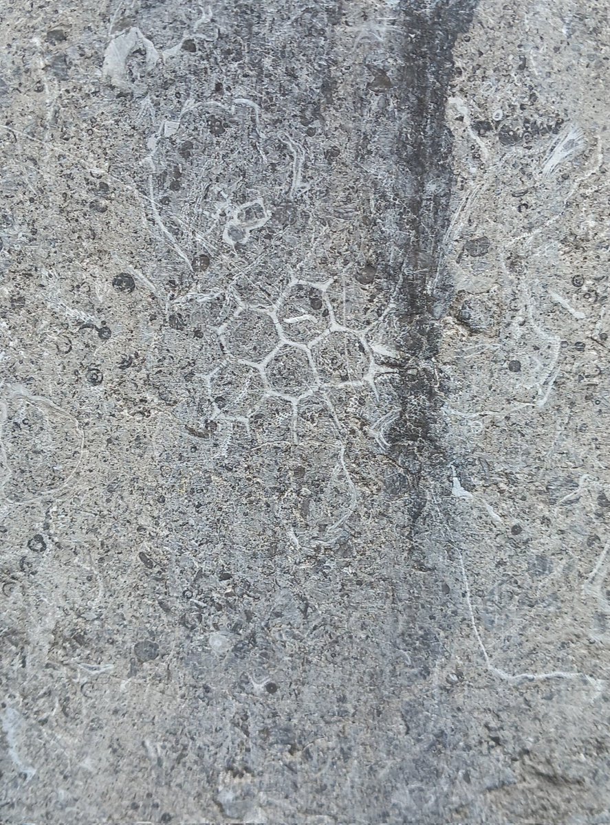 Misviajesporahi's tweet image. 78.a  El centro de Ámsterdam está repleto de preciosos fósiles urbanos. Colonias de briozoos, corales y braquiópodos. #fosilesurbanos #fosilurbano #urbanfossil #urbanfossils