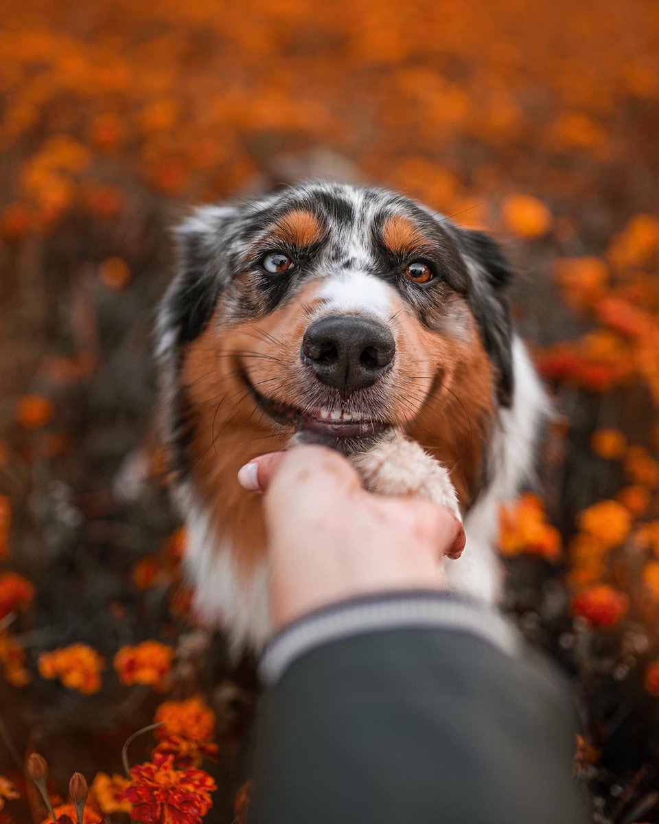 dog_rates's tweet image. This is Elmo. He&apos;s here to celebrate the first day of fall. Always excited when the foliage matches his eyebrows. 13/10