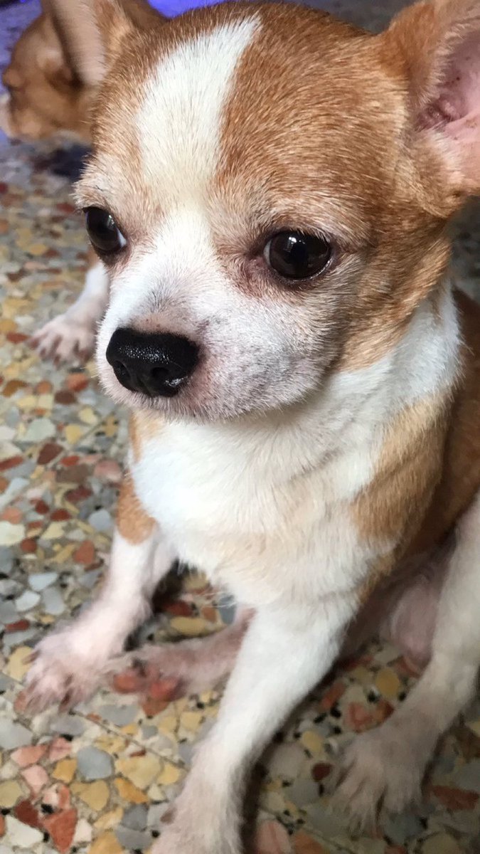 แต่หมาเป็นเกย์มีจริง ไอนี่ชื่อชาบู มันไม่ชอบตัวเมียเลย หมายถึงพยายามยังไง มันก็ไม่ผสมพันธุ์ ให้อยู่กับเพศเมียตัวอื่นก็ขู่เค้า แต่พออยู่กับตัวผู้มันชอบไป อะชึ้บๆ กระเจี๊ยวโผล่แดงมาก (ไม่ได้ลามกนะ แต่เห็นบ่อยมาก) มันชอบตัวผู้ ใครจับกระเจี๊ยวหน่อยมัน เสียว ครางหงิงๆ