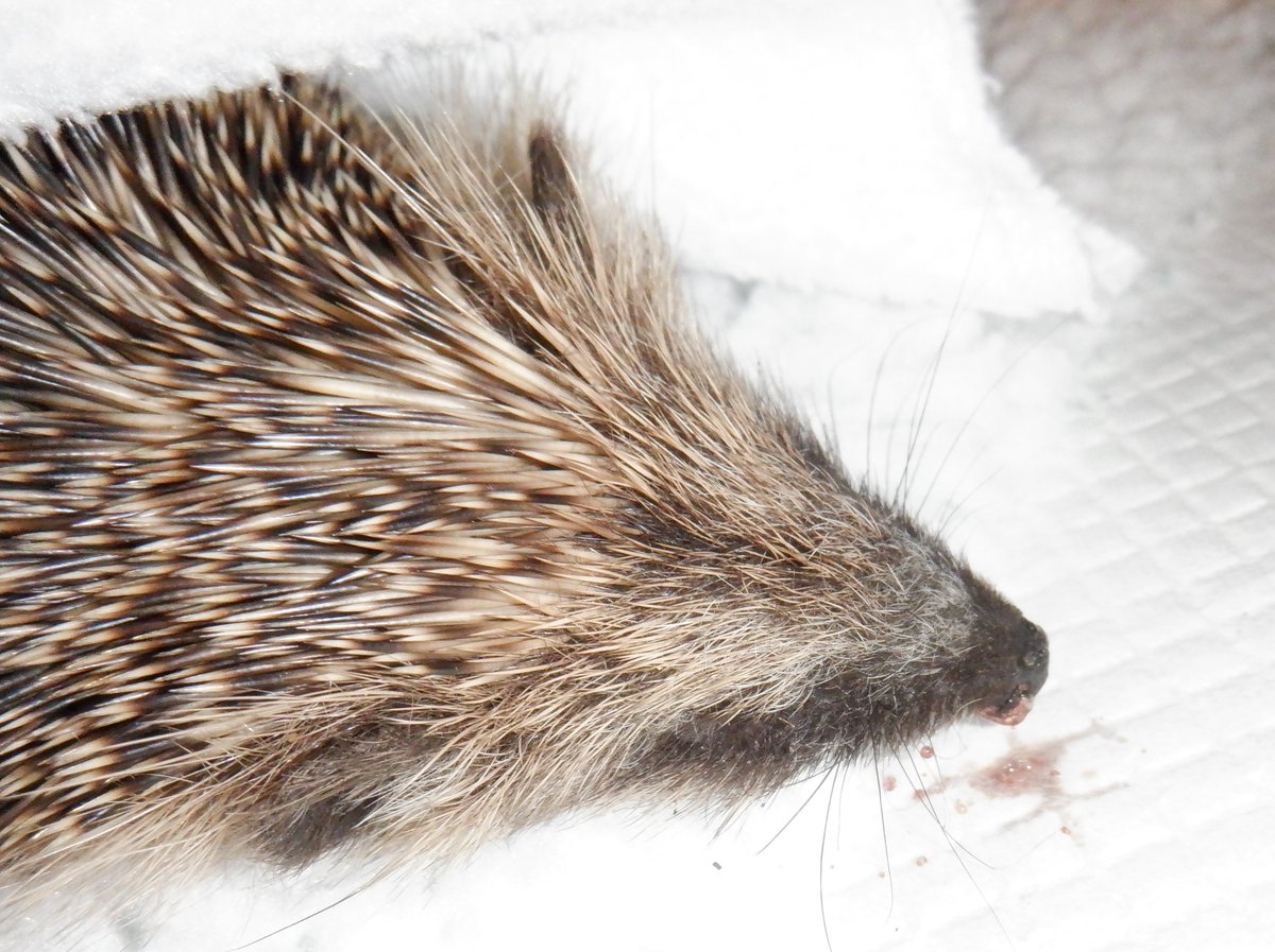 HedgehogCabin's tweet photo. Tiny 150g baby Asa was found out in the day with a terrible wound to her eye, and was taken to a vet.
My lovely vet. 
Who then referred her on to me.
We've known each other for years and they are the kindest, most generous, knowledgeable practice I've ever known. Wonderful people.
But, like every other UK vet, they are not wildlife trained.
Asa was clearly in pain so they gave her Metacam, a very common animal pain killer, at the dose safe for tiny kittens.
Which is FIVE TIMES the safe dose for hedgehogs.
Overdose poisoning causes gastrointestinal bleeding, ulceration and kidney failure.
Baby Asa is now sneezing and snorting up blood and fighting for her life.
Please never take wildlife to a vet, no matter how lovely and great their are with your pets. They are for domestic animals only.
Only wildlife rescues have the specialist knowledge these precious fragile creatures require.