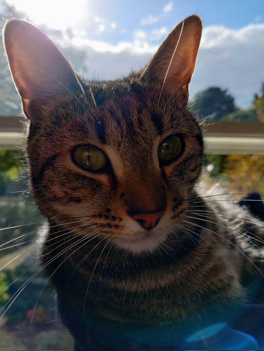 Maveriquito's tweet photo. Wait, the sun is out
#bigears
#Caturday https://t.co/JNxuMJkbJF