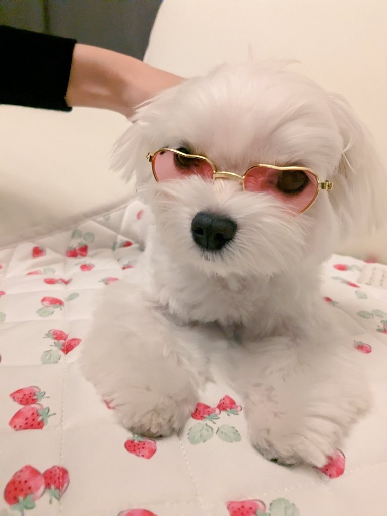 Hello Everyone! My family got me a super cute glasses👓🤓 How is it??
#dog #pet #instagram #犬のいる暮らし #犬のいる暮らし #cute #いぬとの暮らし #dog
