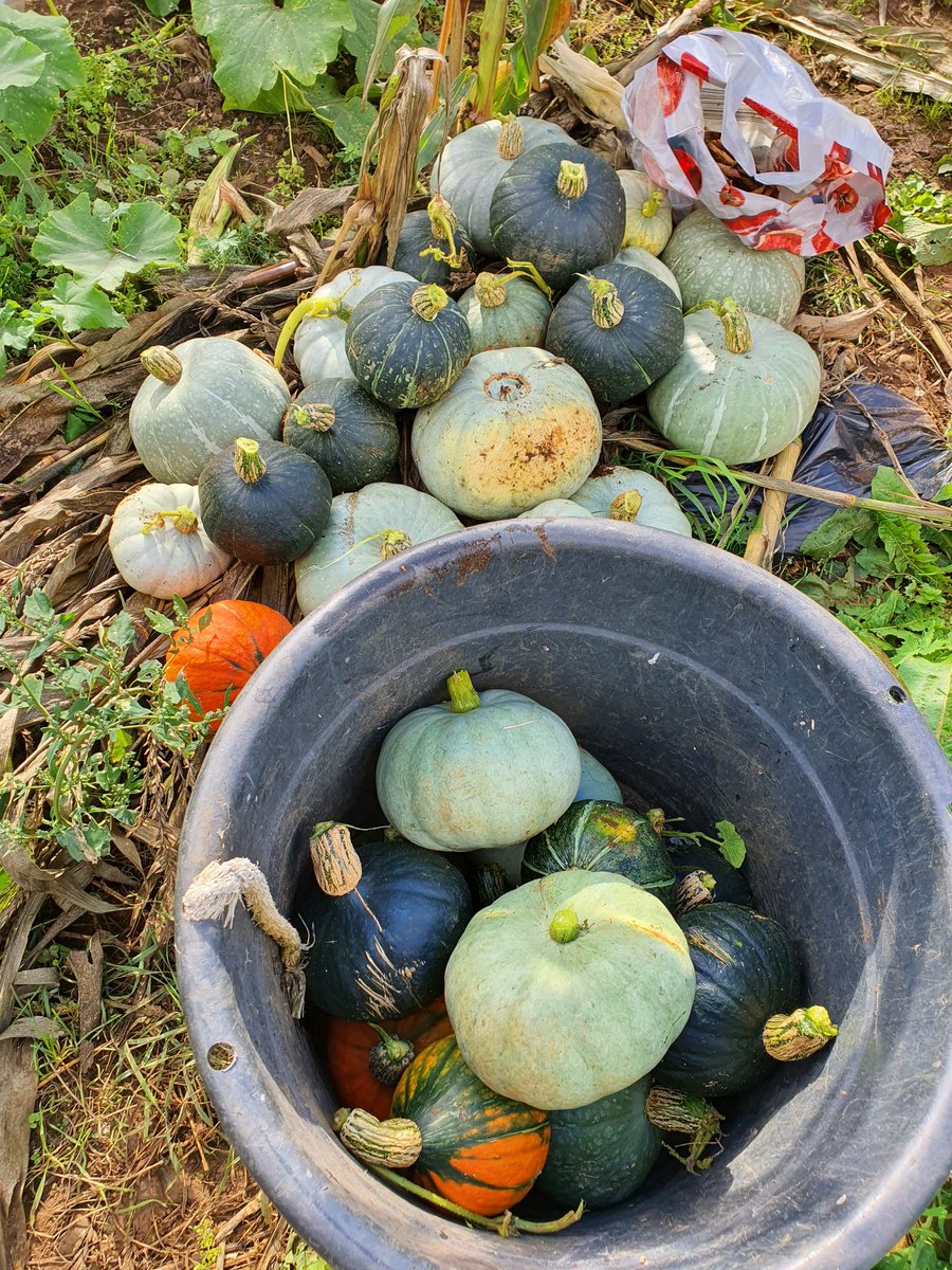 kojak_T's tweet photo. Harvest time in Northamptonshire @TeamFuloZim @TreyMwanza @justicetkvd1 @BBCNorthampton https://t.co/6oSEa8iFmU
