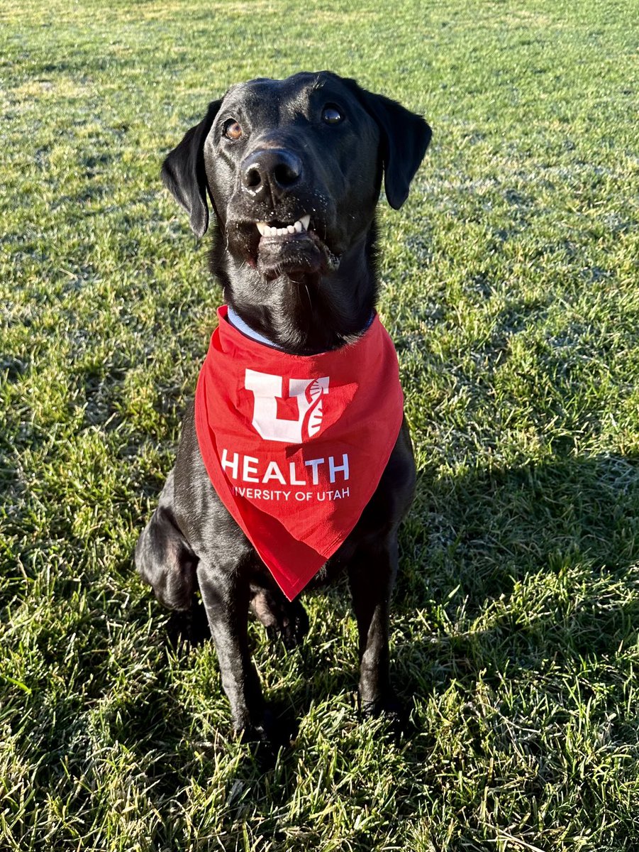 Chuck @uofuhealth couldn’t be happier about being at the ⁦@AHAUtah⁩ Heart & Stroke Walk this morning at #SugarHouse Park. #hearthealthy #heartdisease #lab #dog ⁦@younglena125⁩