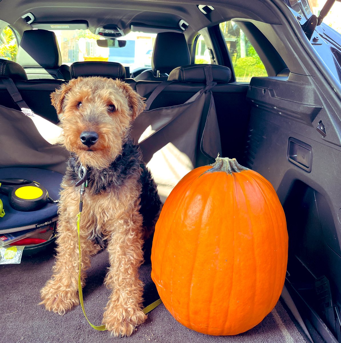 Afternoon pals.  Look what we’ve just harvested at the allotment. It’s as heavy as me!  🐾🐾🍂