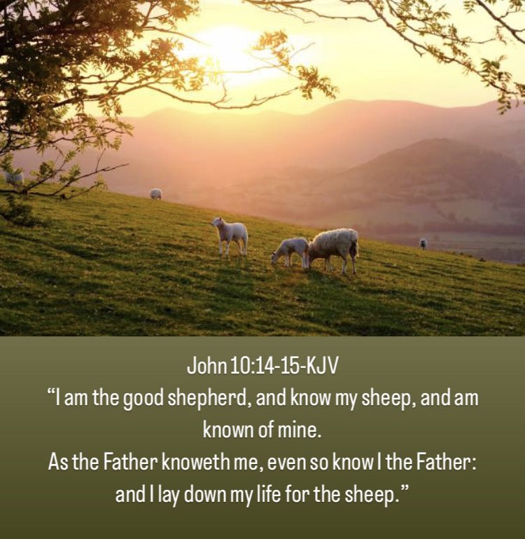 TilleyTracie's tweet photo. John 10:27-28-KJV
“My sheep hear my voice, and I know them, and they follow me:
And I give unto them eternal life; and they shall never perish, neither shall any man pluck them out of my hand.”Happy Saturday everyone 🥰 https://t.co/0MruqZcI0d