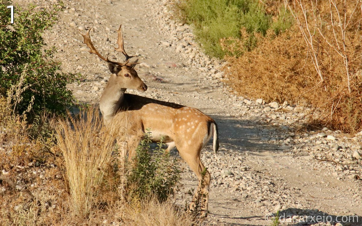 Πλατώνι (Dama dama) σε περιοχή της Ρόδου που κάηκε πριν δυο χρόνια. Μετά την πυρκαγιά, τα πλατώνια επέστρεψαν σύντομα στην περιοχή που ζούσαν πριν τη φωτιά και παρέμειναν σε θέσεις όπου η βλάστηση δεν είχε καταστραφεί.