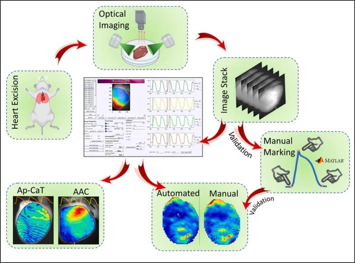 JMCCPlus's tweet image. Introducing optical mapping softare KairoSight 3.0! Recently published in @JMCCPlus Special Issue on #opticalmapping technologies, KairoSight 3.0 enables cardiac electrophysiology, #calcium handling, #alternans, and #ECcoupling analysis.
@GWtweets 
buff.ly/3LXavlJ