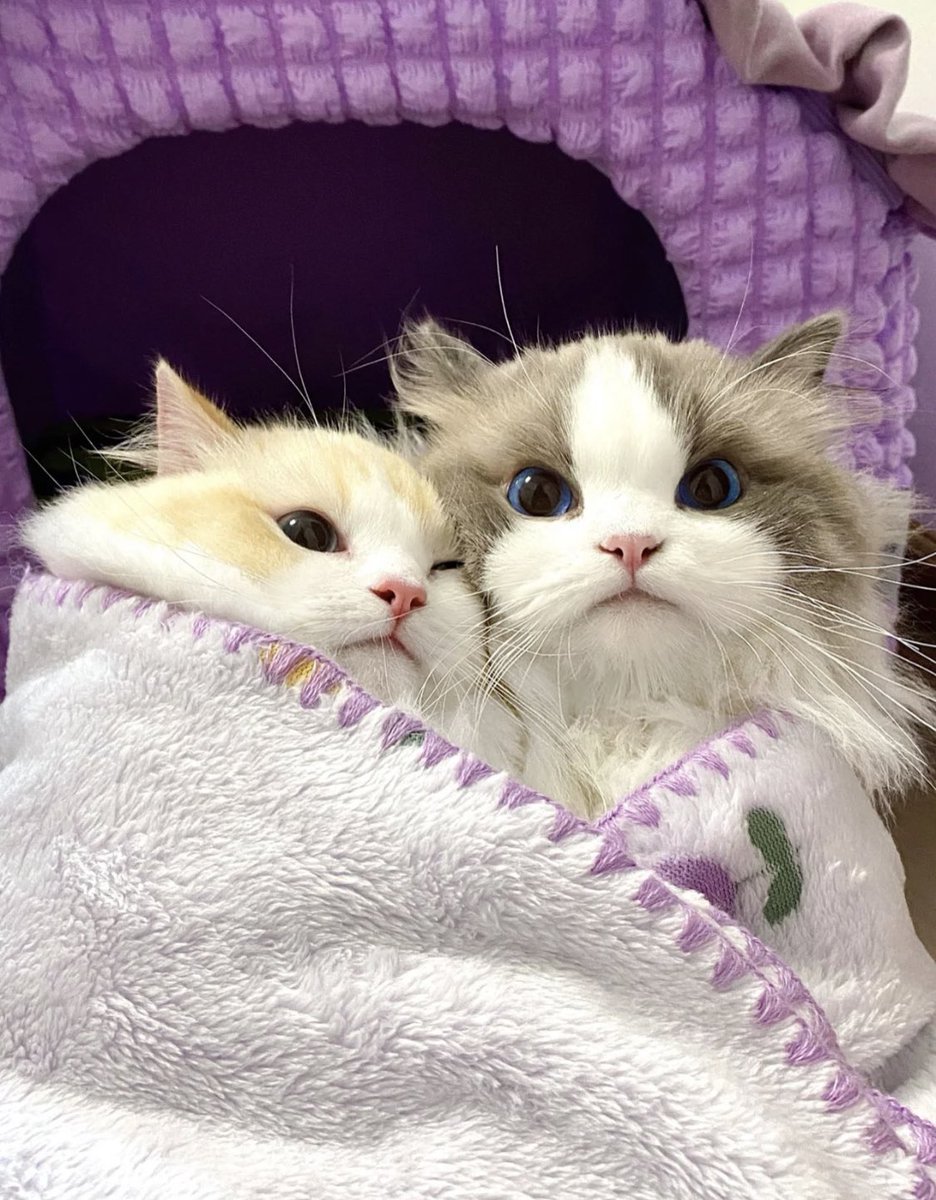 Lovely love of cats😍
#AESPA_IN_SMTOWN_JAKARTA #GucciAncora #Hanni #LoveIsBlindS5