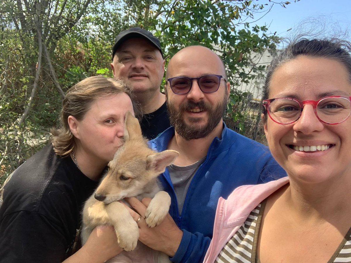 DiFossombrone's tweet photo. Gradite visite in allevamento
.
#fosteam #wearefossombrone #fossombrone2023 #cuccioli #puppies https://t.co/to8h90njeQ
