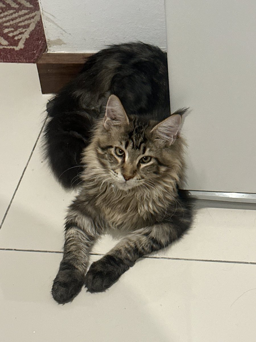 Qstnaadi's tweet image. kelakarlah 😭 kucen pun dah ikut muka tuan