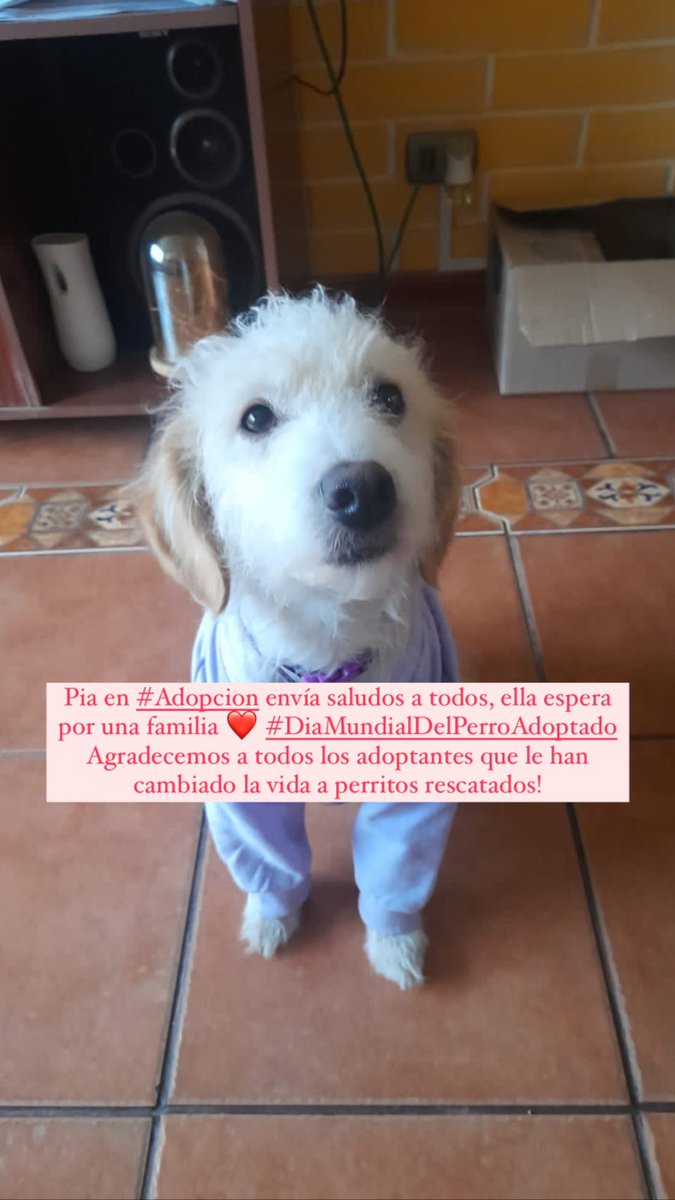 Pia es una dulzura tamaño pequeño a mediana, regalona y bien portada busca familia! En #Adopcion #DiaMundialDelPerroAdoptado