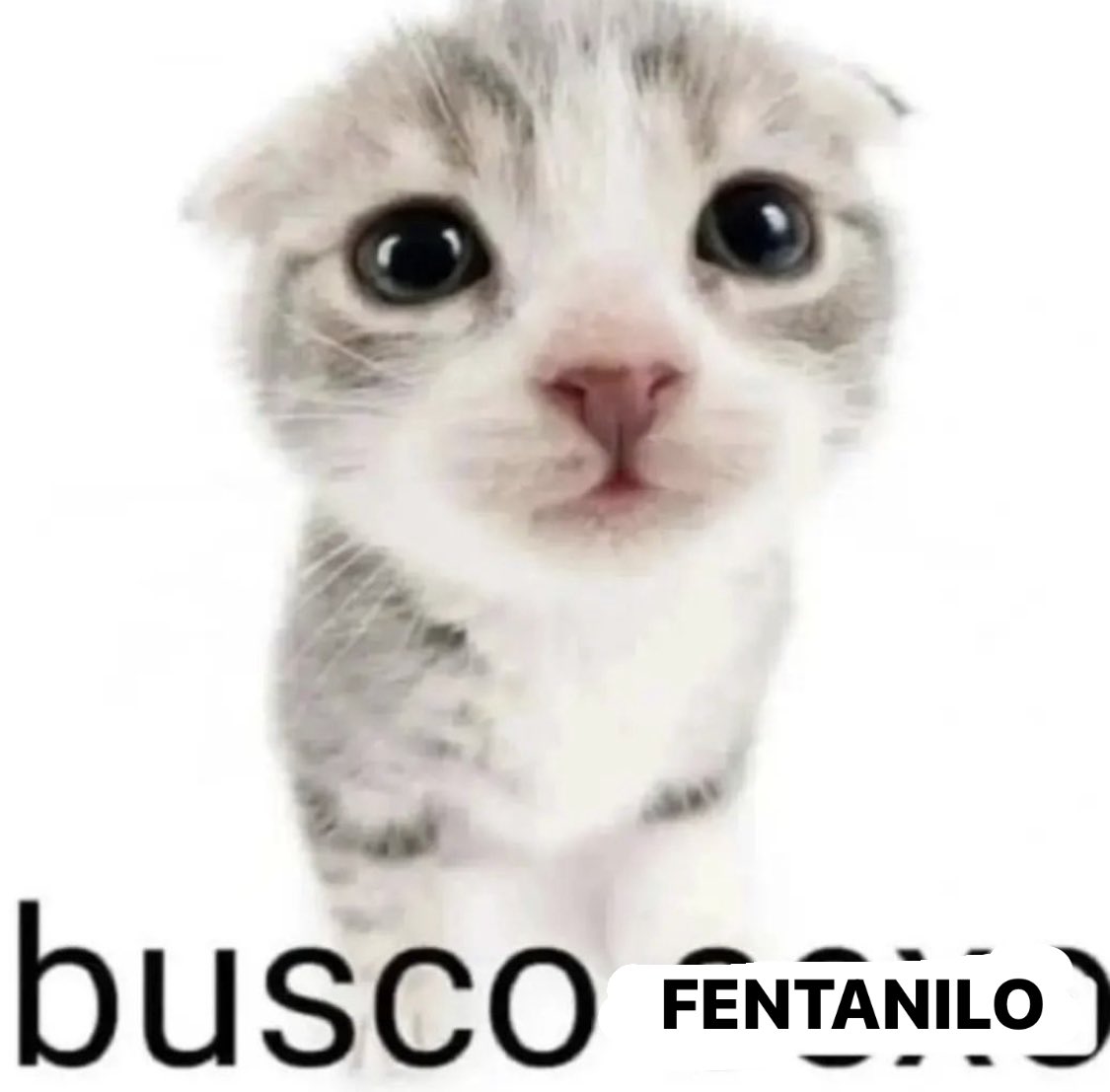 BFrog (@bfrog__) on Twitter photo 