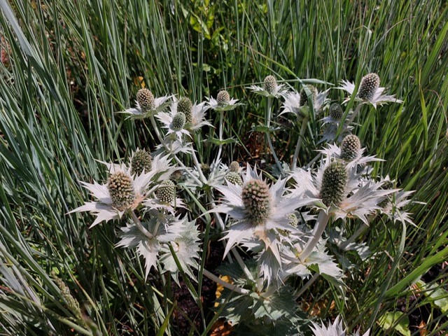 Eryngium or #SeaHolly is a beautiful drought tolerant #plant that #bees love. Its #flowers dry out for great #autumn & #winter interest in the #garden, & birds will enjoy the seed heads. #wildlifegardening #gardentips #gardenlife #gardeninspiration #gardendesign #gardening