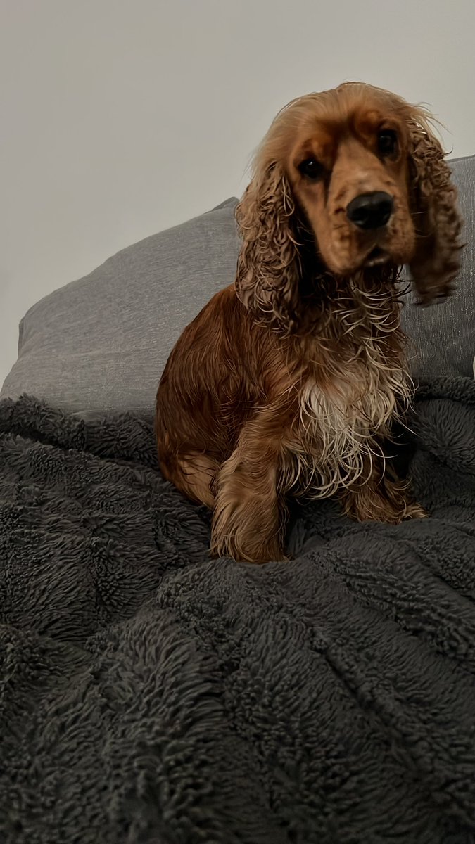 Rondog (@rondogthecocker) on Twitter photo Post bath selfie - not very happy had just got myself all stinky the way I like it! <a href="/MDiomyx/">Martha Cocker, Hollywood Actress & Sock Thief</a> the didn’t even use Vidal Sassoon 😞 Post bath selfie - not very happy had just got myself all stinky the way I like it! <a href="/MDiomyx/">Martha Cocker, Hollywood Actress & Sock Thief</a> the didn’t even use Vidal Sassoon 😞