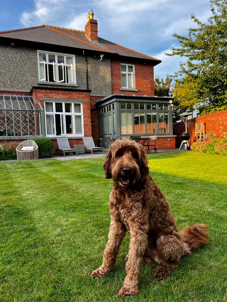 This handsome labradoodle has gone missing from Park Drive area. Please keep an eye out for him. Please RT (RX just doesn't sound right!)