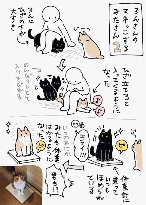 先週に引き続きろんさんのマネっこしはじめたみたさんの日記ちっこいポヤポヤの子猫だったみたさんがオトナ猫のマネしながらだんだん成長していく過程が見れてうれしい日々 