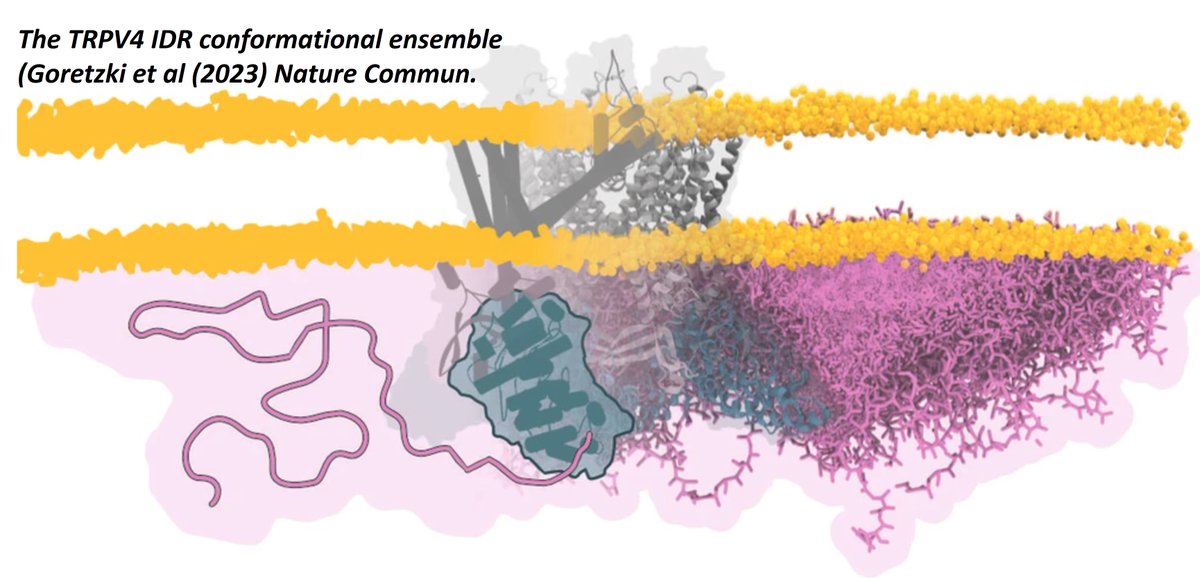 HellmichGroup's tweet photo. ThermoTRPs on🔥! 
After our discovery of lipid-regulated TRPV4 IDR functional dynamics: https://t.co/86eAcdlacO

and @ScheuringLab's pentameric TRPV3: https://t.co/nTQAkhbq9x, 

now @moiseenkovabell &amp; @ScheuringLab on TRPV2 IDRs: https://t.co/w4Eghfl0bo! 

Your move TRPV1 ?!?🌶️😋 https://t.co/yTZS53TJJn