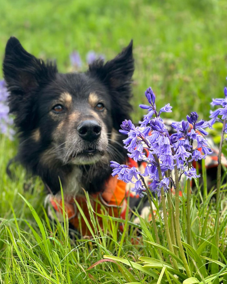 Kylo is an older boy who will chase after a ball for as long as it is thrown for him 🎾  He deserves the chance to enjoy his golden years in a  loving home, and is sure to bring a lot of joy to his new owners 💚 #SeniorSaturday

Find out more: bit.ly/3Y18GHr 🐾