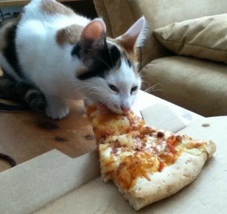 WE LOVE CATS tweet media