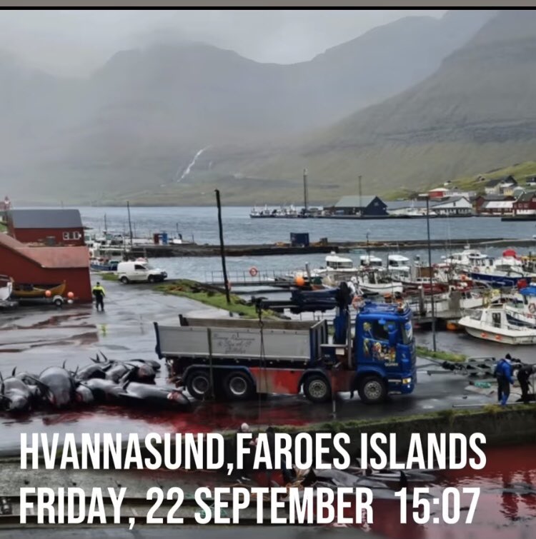 #StopTheGrind
Look there, the dumpster truck where most of those souls from yesterday grind will be thrown off those famous cliffs, so why kill, it can only be for the sake of killing no food needed. I sure Denmark can help the FaroeIslands if they struggling for rations?