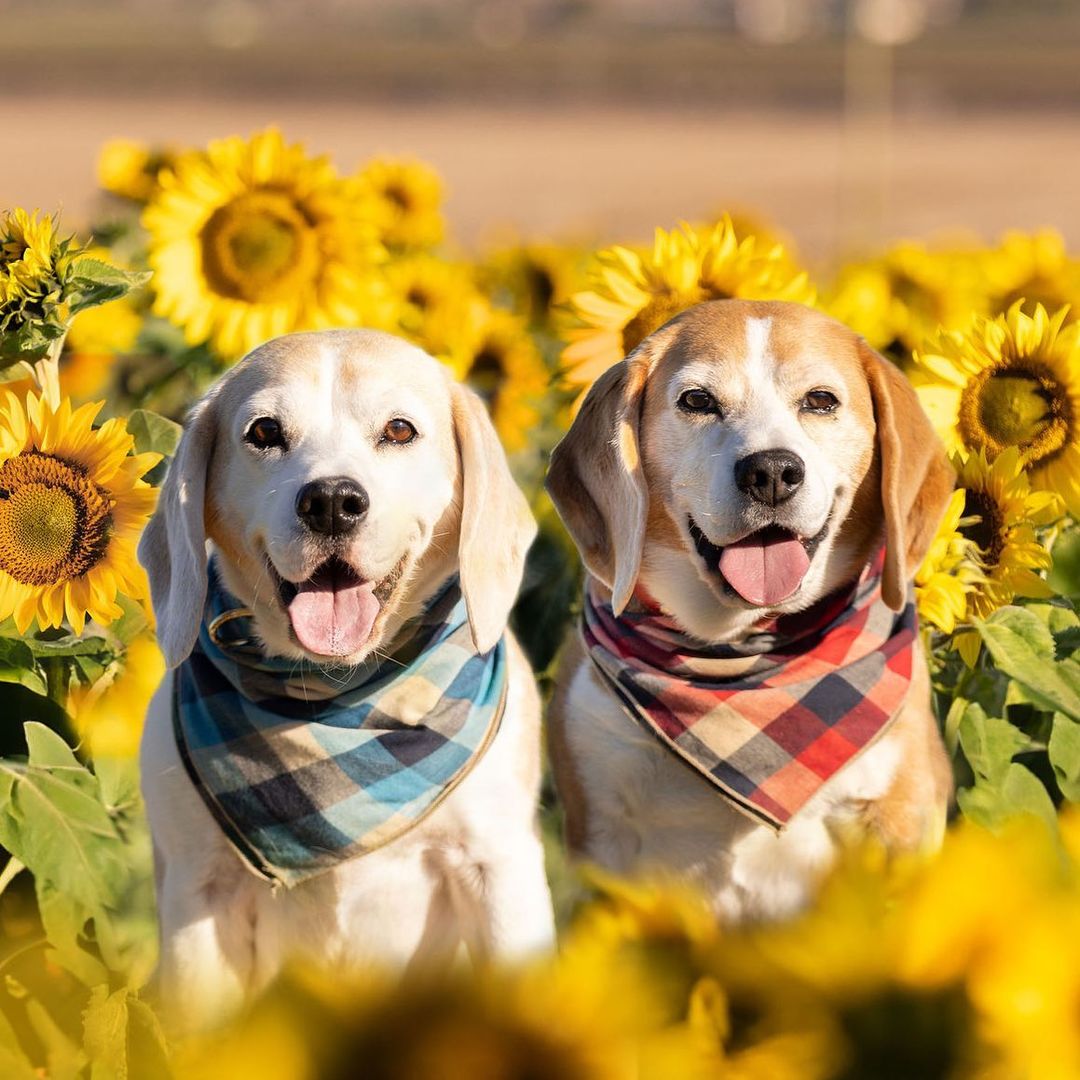 #bundyandbaxter_beagles #sunflower #sunflowers #beagle #beagles #beaglesofinstagram #beaglelife #beaglelove #beagleworld #justbeagles #beagleloveit #beaglemania #dog #dogs #beaglebrothers #adventures #dogsofinstagram #dogsofaustralia #beagledaily #grumpybeaglesunited #beagledo