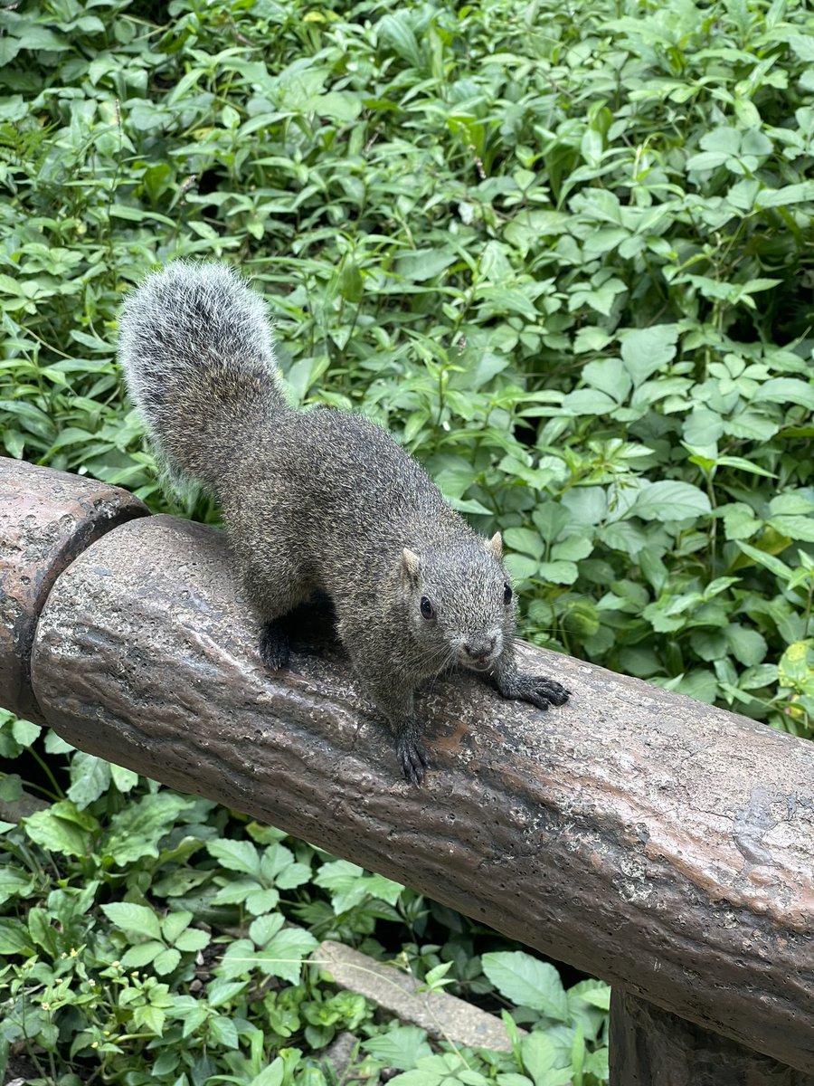 HAL_45's tweet photo. リスって可��いけど、囲まれたら結構恐怖だった🐿 https://t.co/v0DE7gqw69