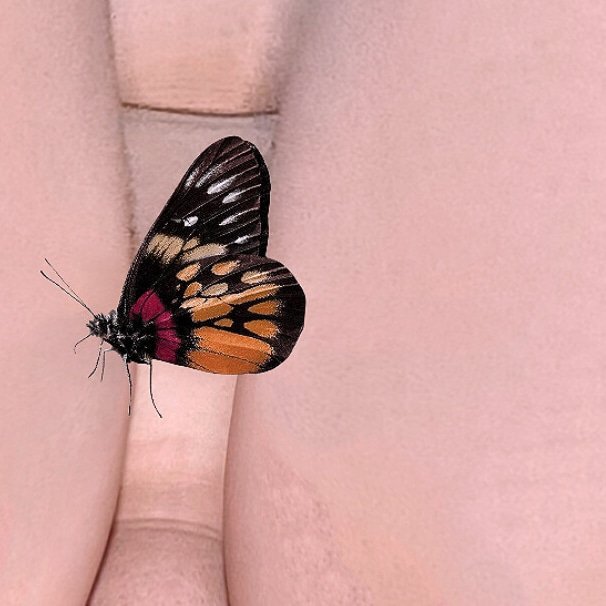 Mia88hunny's tweet photo. Butterfly smell my P 😁 https://t.co/QeE81ckHDq