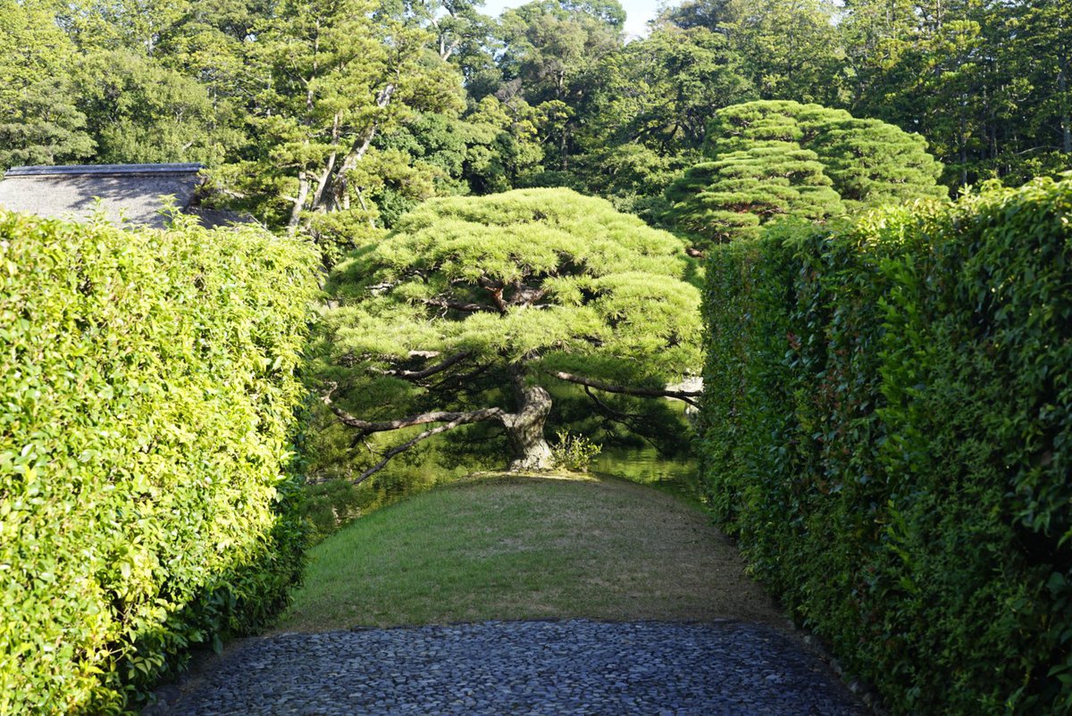 Architecture_52's tweet image. 学会の発表で京都に。京都に行ったらぜひ「桂離宮」に行ってほしい。日本最高峰の数寄屋建築、そして造園技術を肌で感じれる。初めて訪れたが圧倒された。四季の移ろいを感じさせる造形、水面に浮かぶ月、場所を変えることで変化する風景、どれもが計算され尽くしている。そして最高の写真とれた。