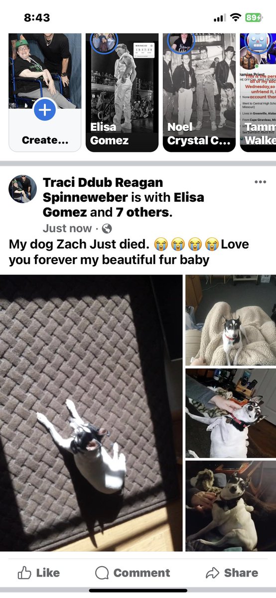 DDUBGIRL69's tweet photo. @dannywood @DonnieWahlberg @joeymcintyre @LouDPhillips @NKOTB @JennyMcCarthy Our dog died last night. He was the joy and light of our family. @#RIPZach https://t.co/ZWhX8n5wvH
