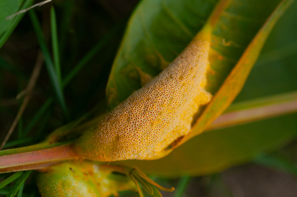 erikslootweg's tweet photo. The impressive aecia of Puccinia minutissima on swamp loosestrife (Decodon verticillatus) near Waterloo in Michigan. The story of how the life stages of this rust on swamp loosestrife and sedges were linked is described here:  https://t.co/oQdkOqi9he https://t.co/VRM3wgDdmL