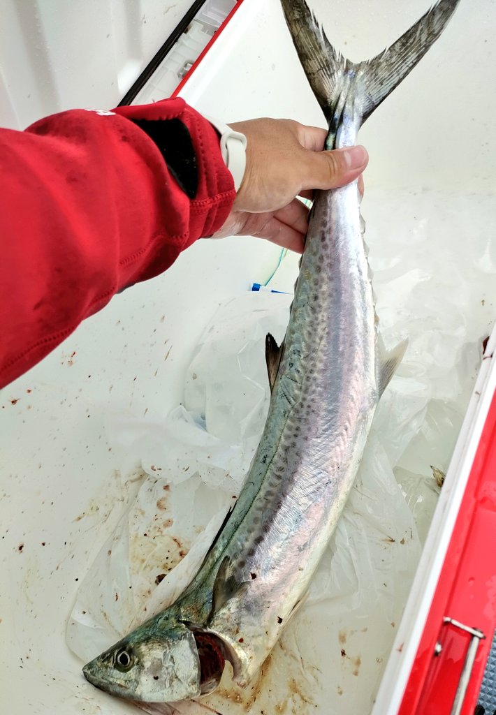 釣れてよかった。ルアーは修業😂