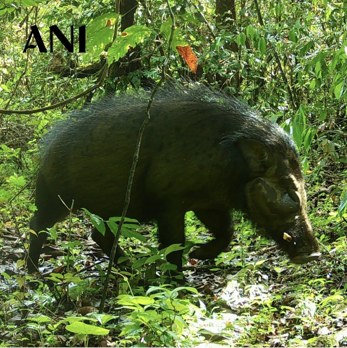 With camera traps, ANI &amp; the National Park Service learns more about poorly studied parts of Gashaka Gumti National Park. We are excited by wildlife we are finding including larger herbivores &amp; predators.

1. Forest Buffalo
2. Spotted Hyena
3. Forest Buffalo
4. Giant Forest Hog