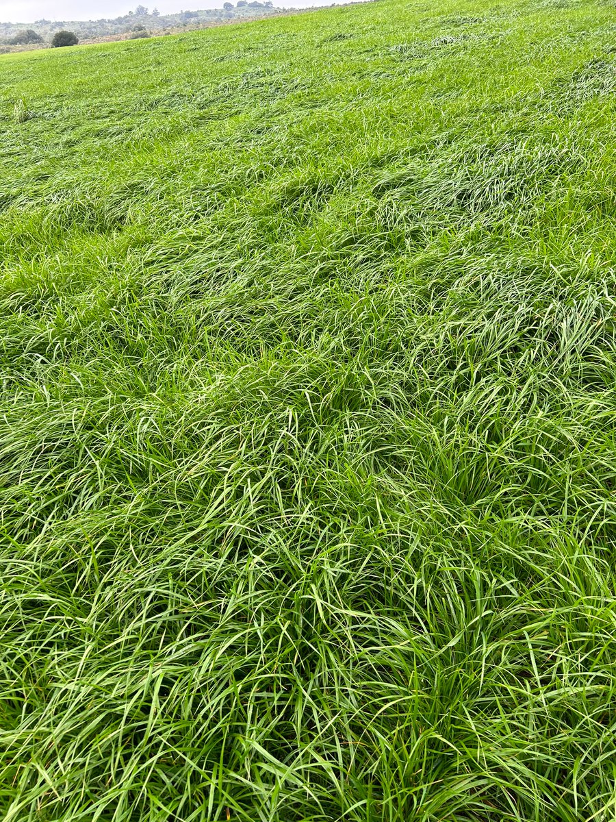 Raigras perenne Reward de 1er año 

Expresando todo su potencial, exhuberante aporte de materia seca de muy alta calidad, excelente sanidad y amortizado en 2 años

Entrando en su 3er pastoreo

Fundamental el cierre de verano para asegurar su persistencia

📍El maturrango, Rocha