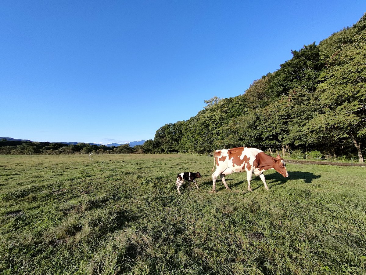 sdfhideto's tweet photo. 今日も一日お疲れ様でした!😁
また産まれたよ😁
お母さん牛🐮さんのアンコちゃんお疲れ様😁
ようこそ赤ちゃん牛🐮さん😁 https://t.co/wBp933FRnt