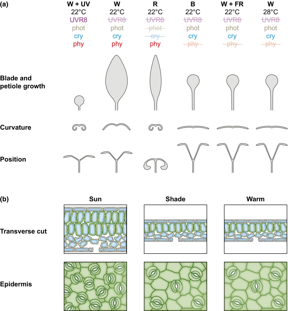 NewPhyt's tweet photo. Light and temperature regulation of leaf morphogenesis in Arabidopsis
Martina Legris @martina_legris #TansleyInsight
๐ https://t.co/5xbtU2jk5m https://t.co/02b2Xy8v00