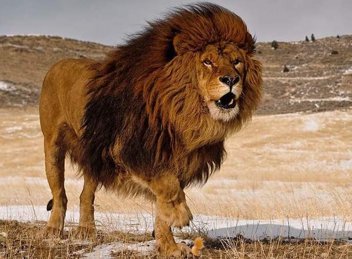 أسود الأطلس
As You Know The Lion is The symbol Of 'The Kingdom Of Morocco' 🦁🇲🇦 Here are Some Moroccan Atlas Lions!🔥✨

#AtlasLions #atlasmountains #morocco 👑🇲🇦