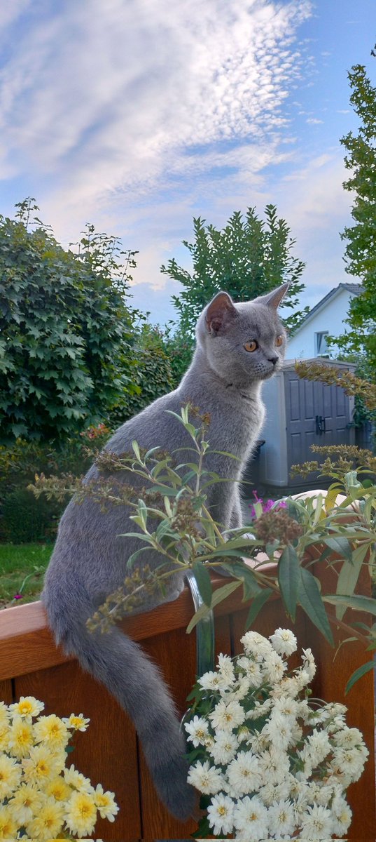 Unser neuester Mitbewohner: Gandhi