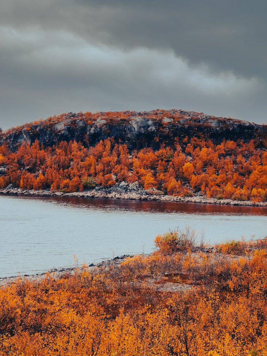 NilayPhotos's tweet photo. Back to my fav wilderness #Sweden  #storasjöfallet National Park #fallfoliage  #Fall2023 https://t.co/M6dd060yfn